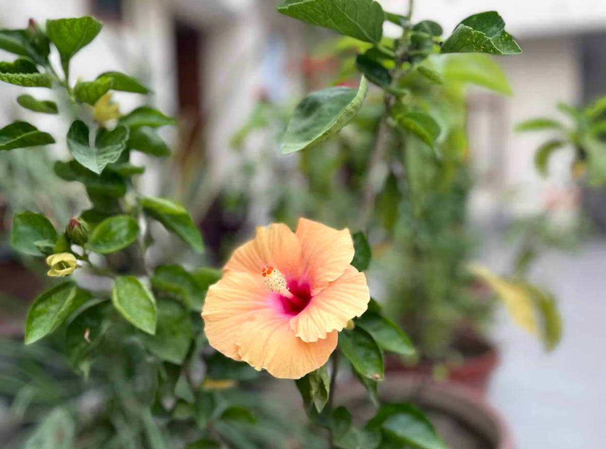 10 Minute Hibiscus Hair and Skin Mask Recipe